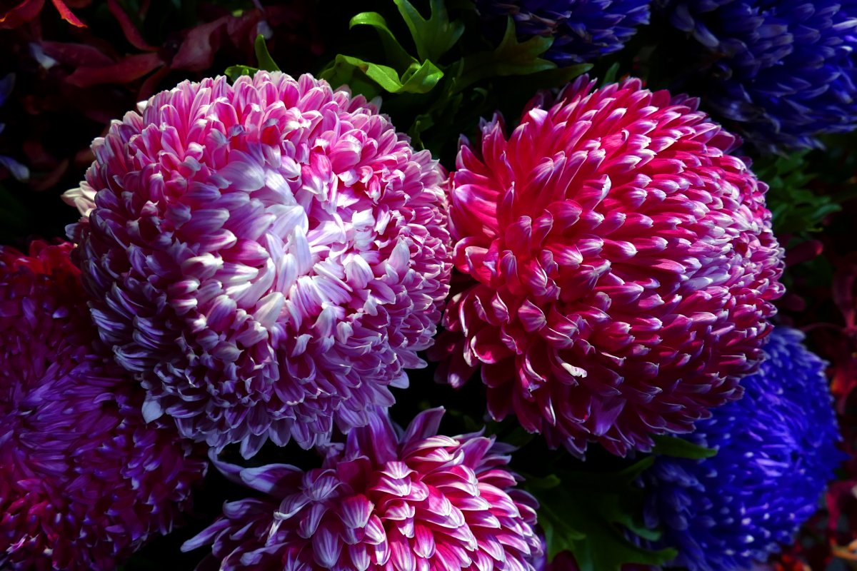 Цветы хризантемы