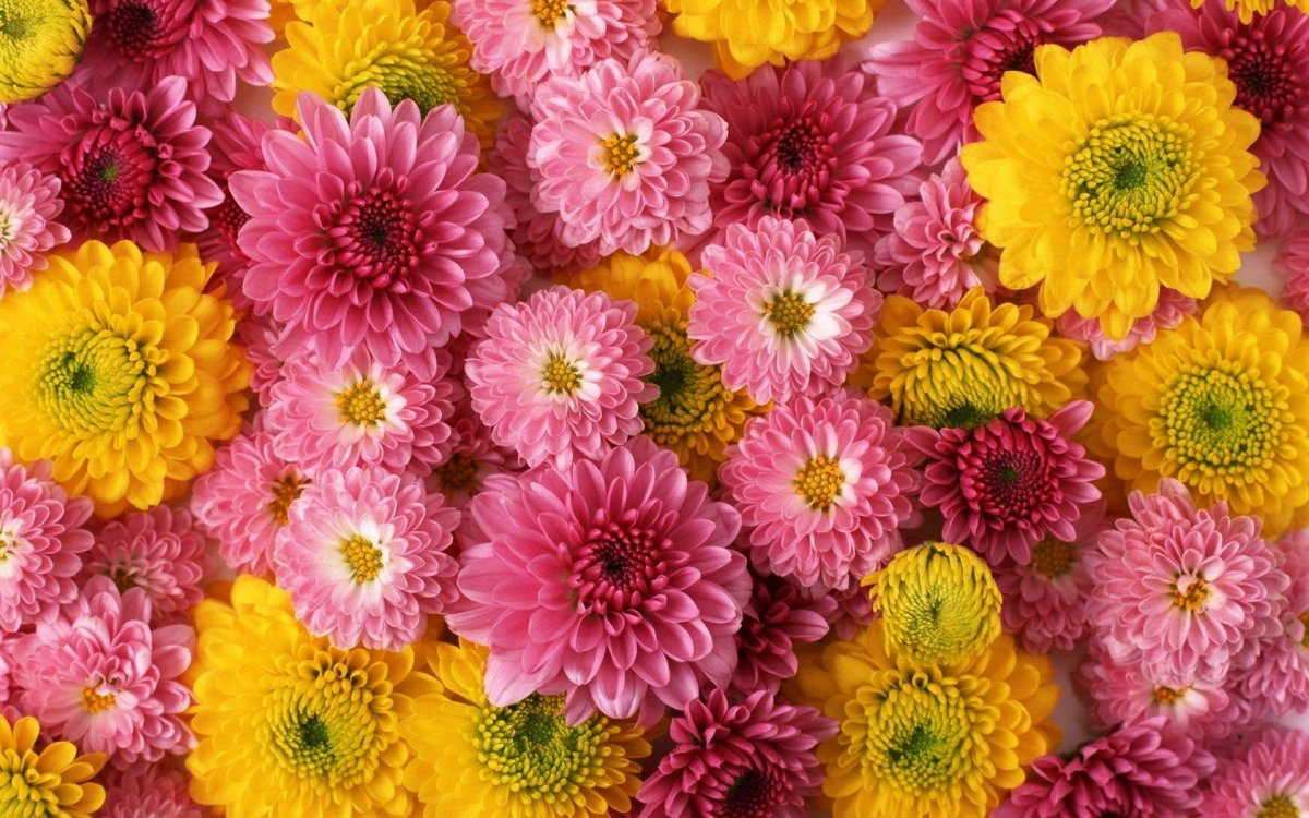 Хризантема Шер пурпле