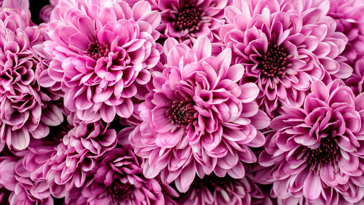 Цветы хризантемы