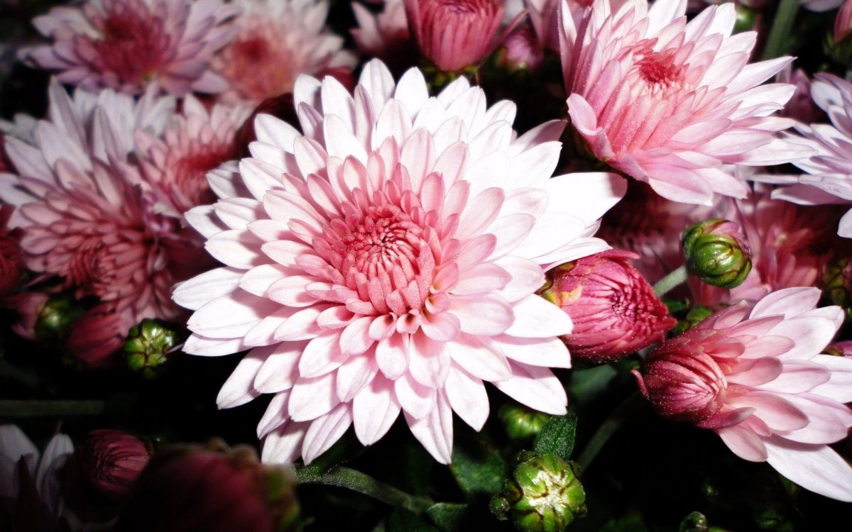 Корейская Хризантема макро