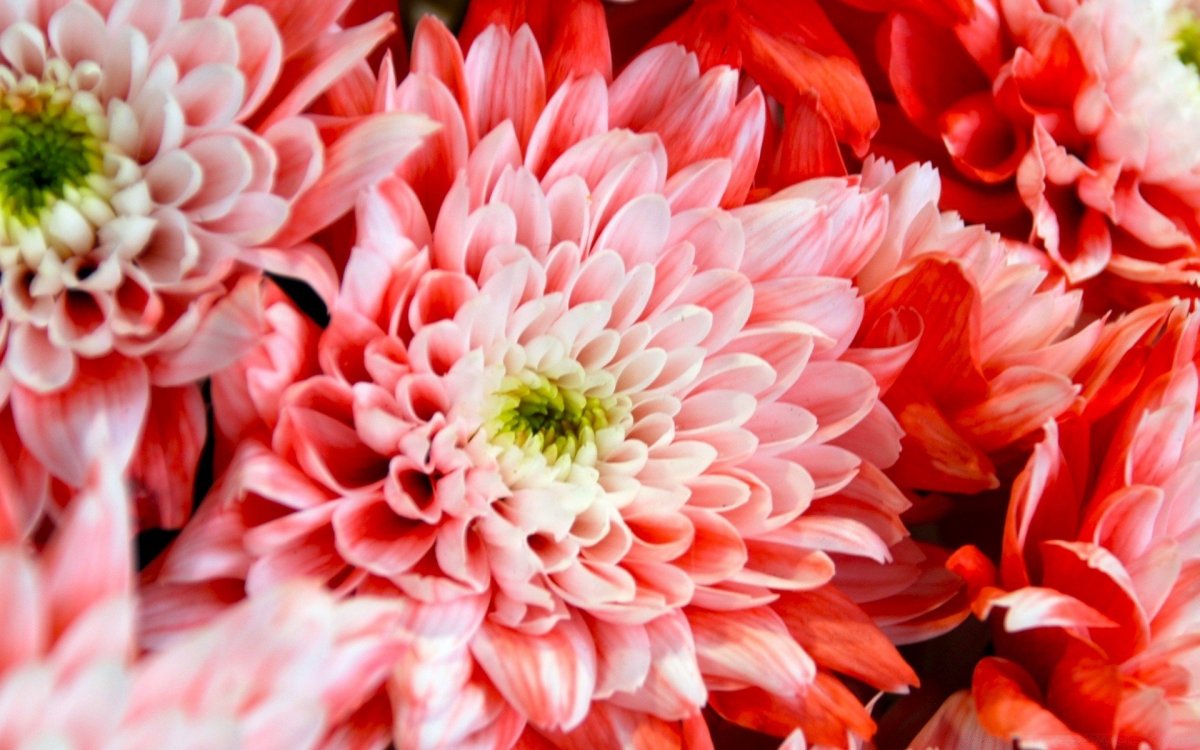 Бело красная Хризантема Жоржина