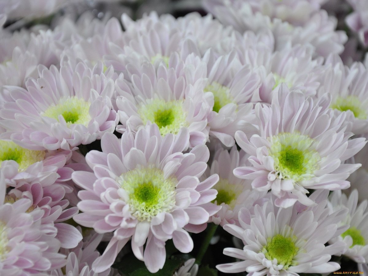 Хризантема Сантини Байкал