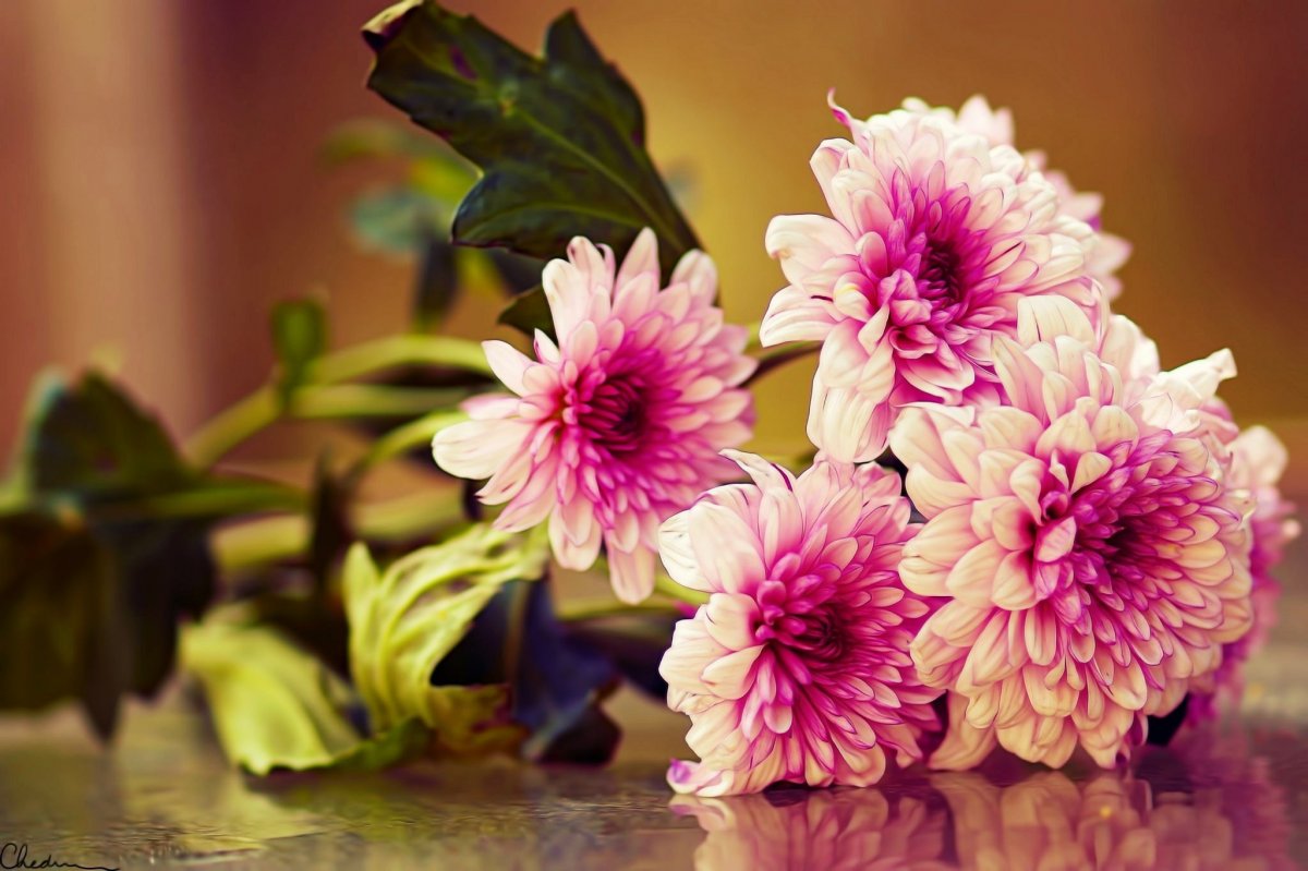 Уфа цветы хризантемы