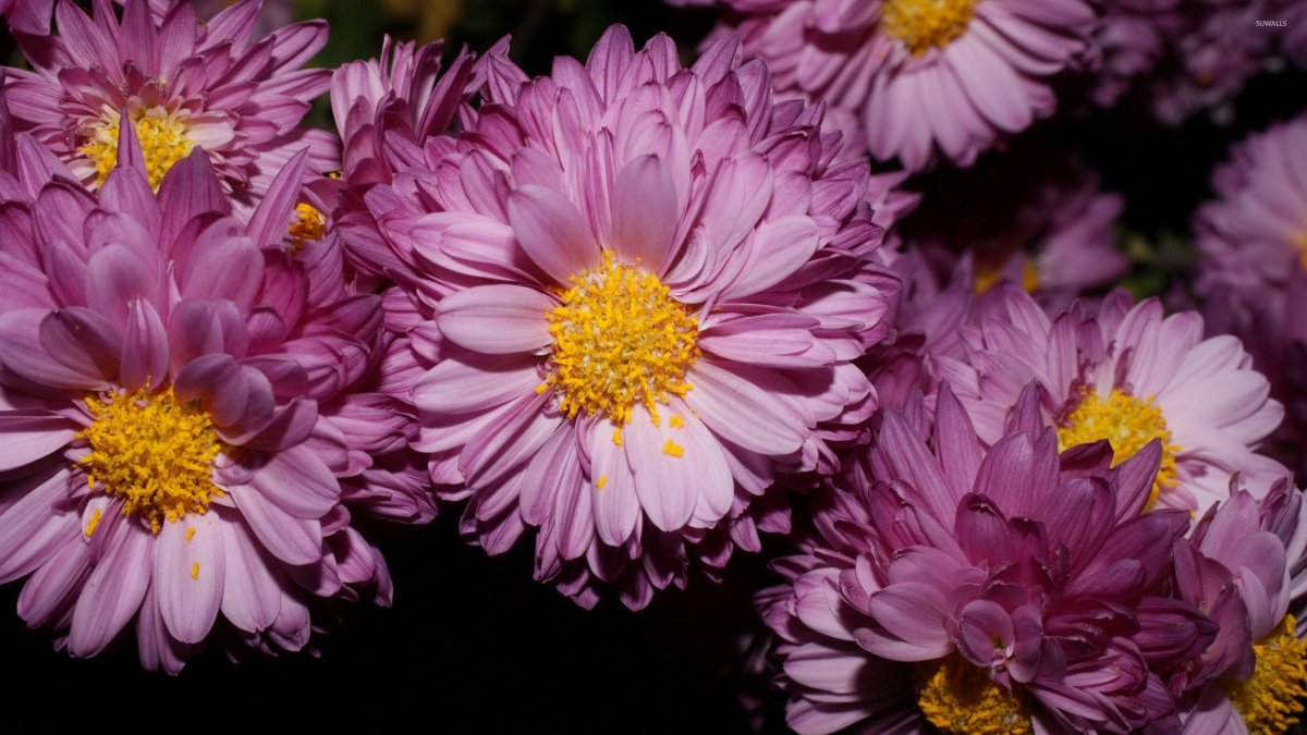 Хризантема Серенити Салмон