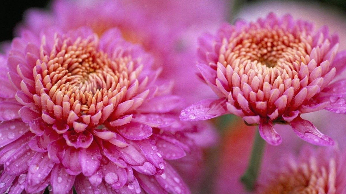 Хризантема Честер