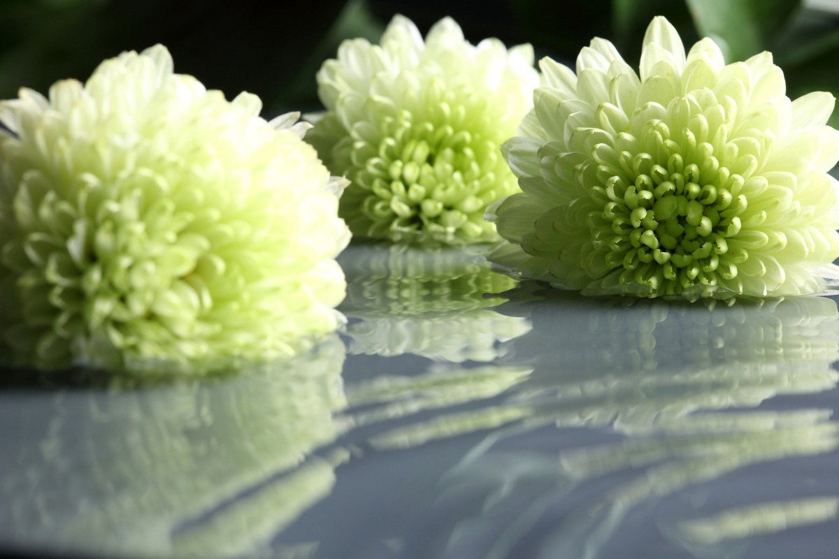 Хризантема Утренняя роса