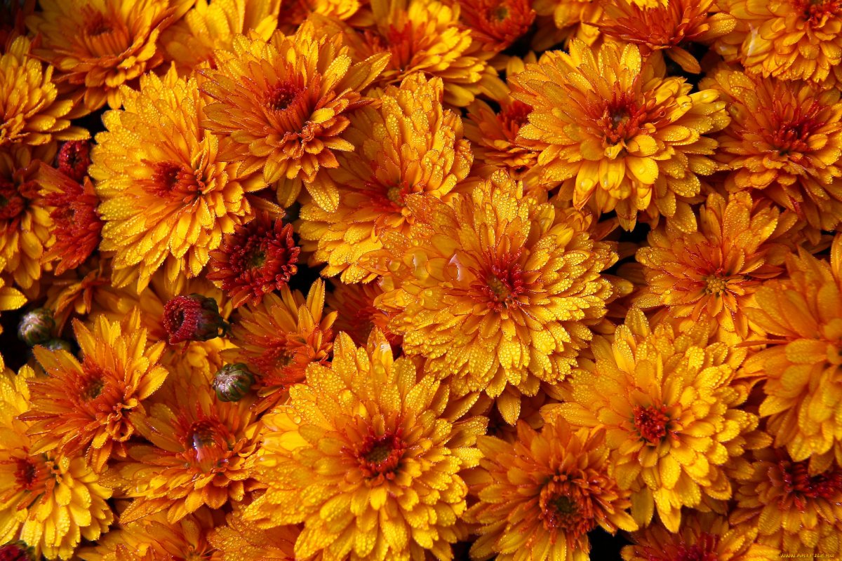 Хризантема осенний букет Гавриш