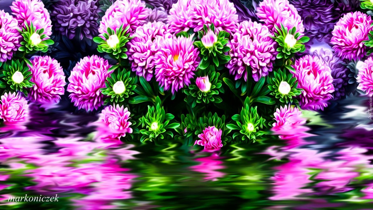 Красивый фон с хризантемами