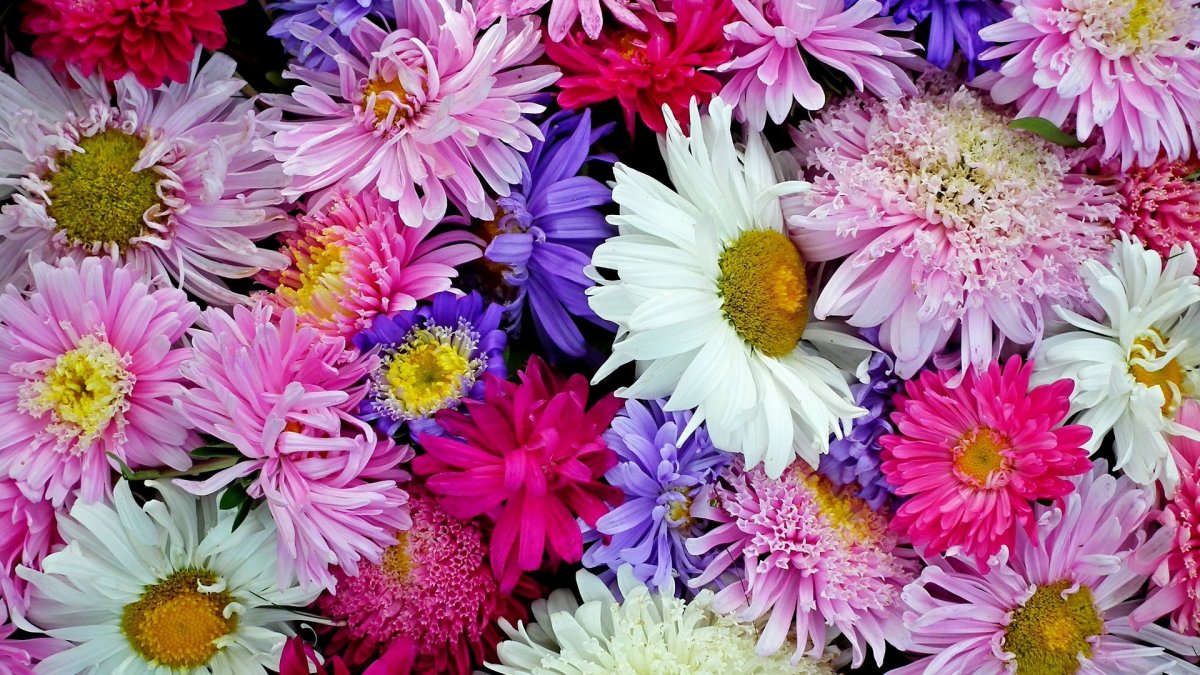 Астры многоцветные