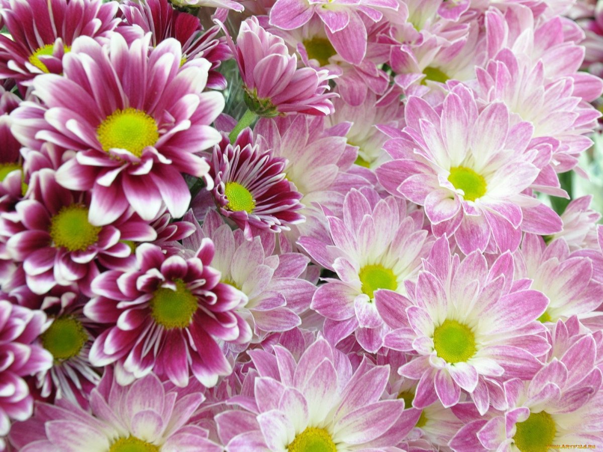 Красивый фон с хризантемами