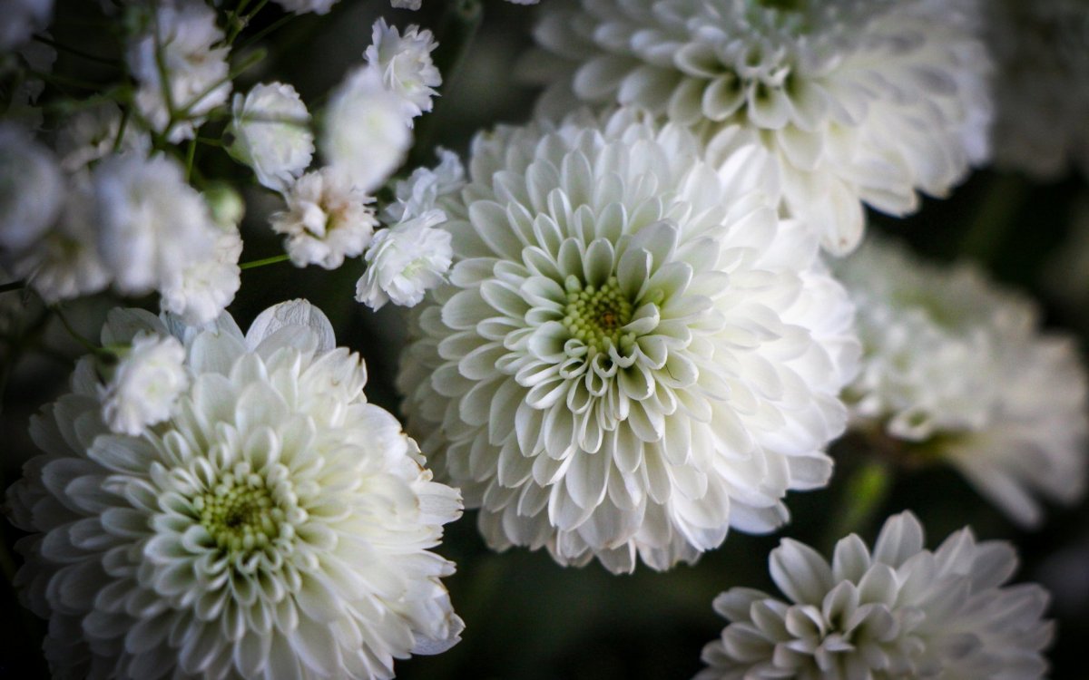 Хризантема Paperwhite