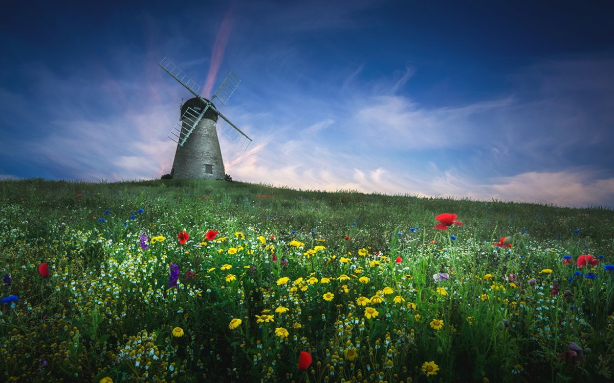 Голландия мельницы и тюльпаны