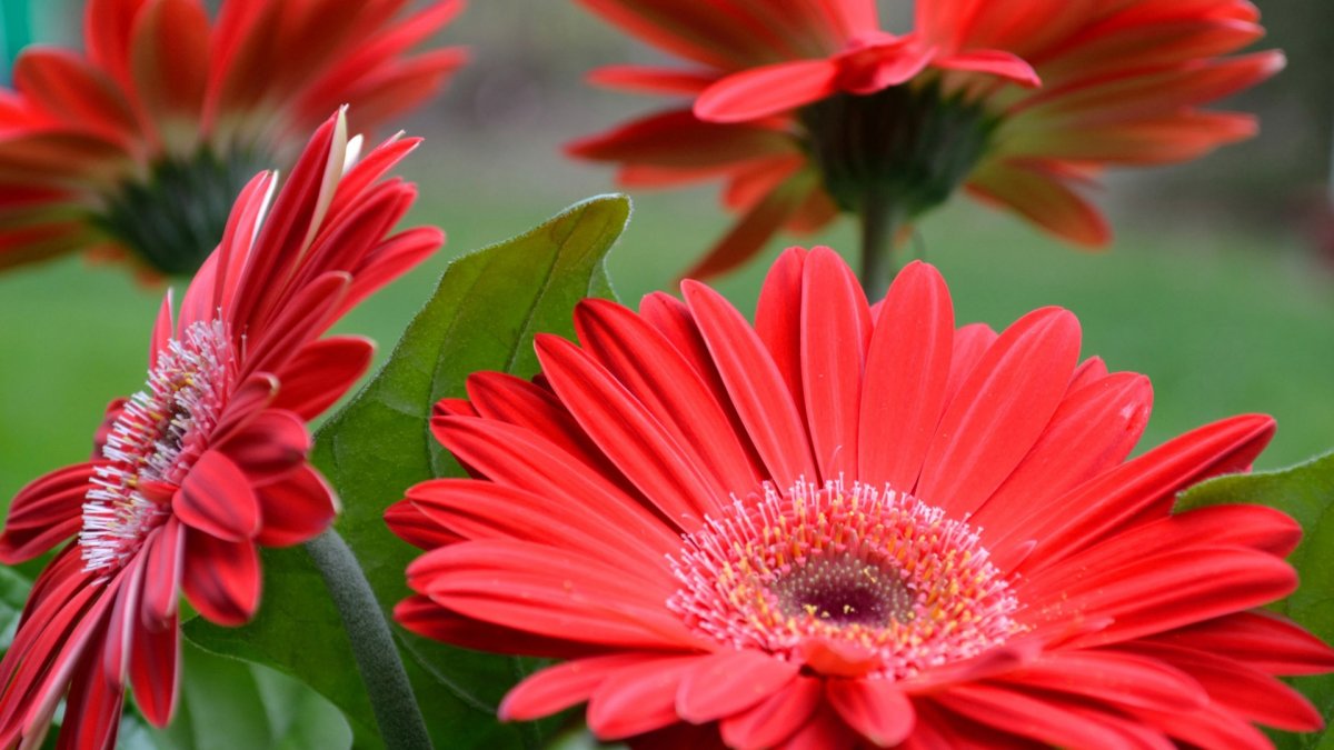 Гербера фламенко