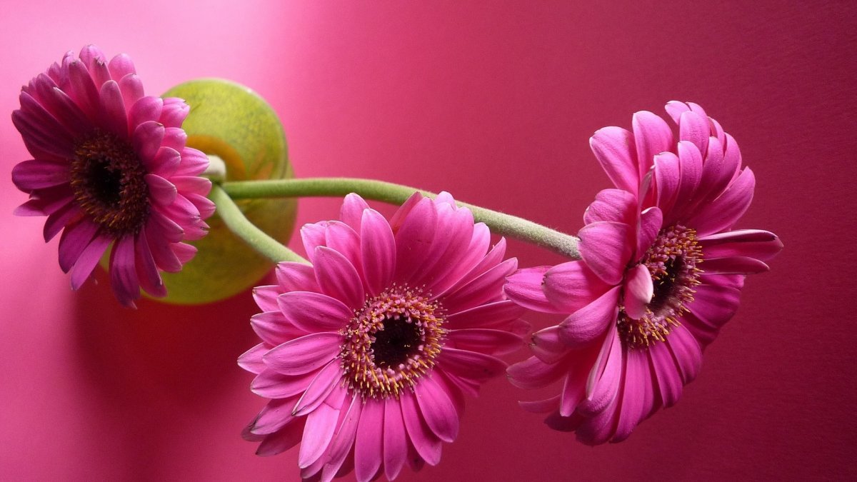 Розовые герберы