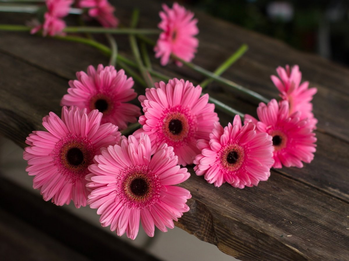 Гербера мини Сури