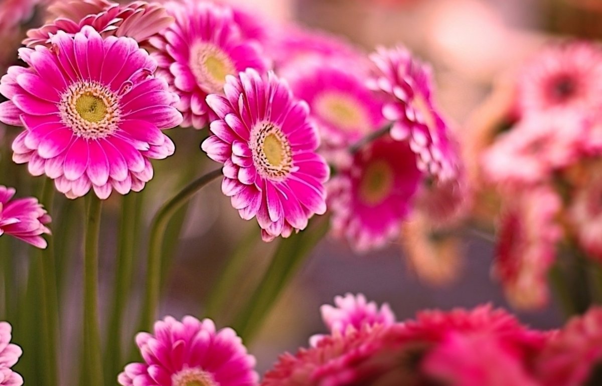 Гербера милитари