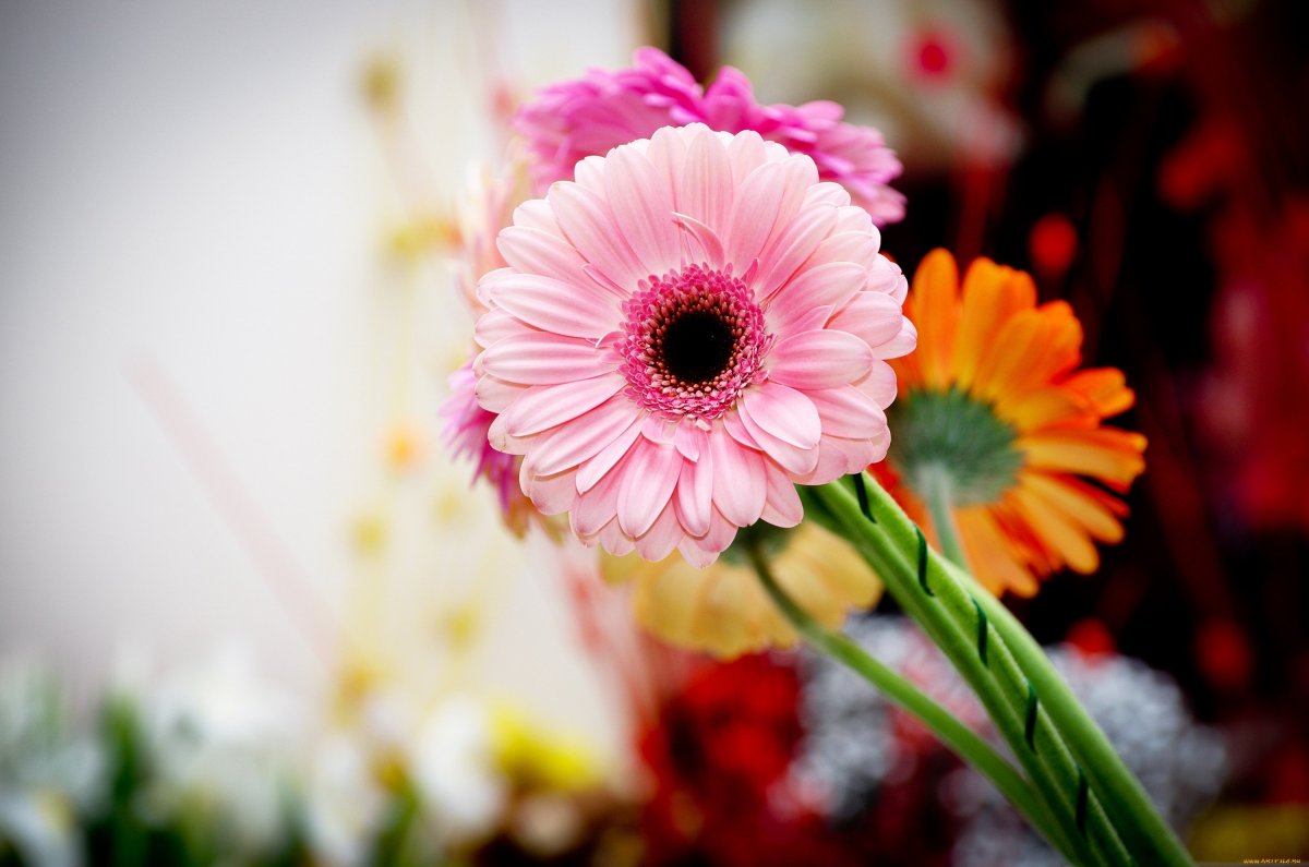 Розовые герберы фон