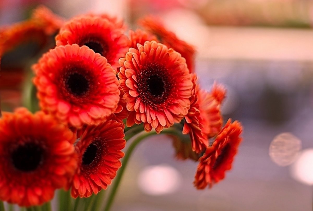 Гербера фламенко