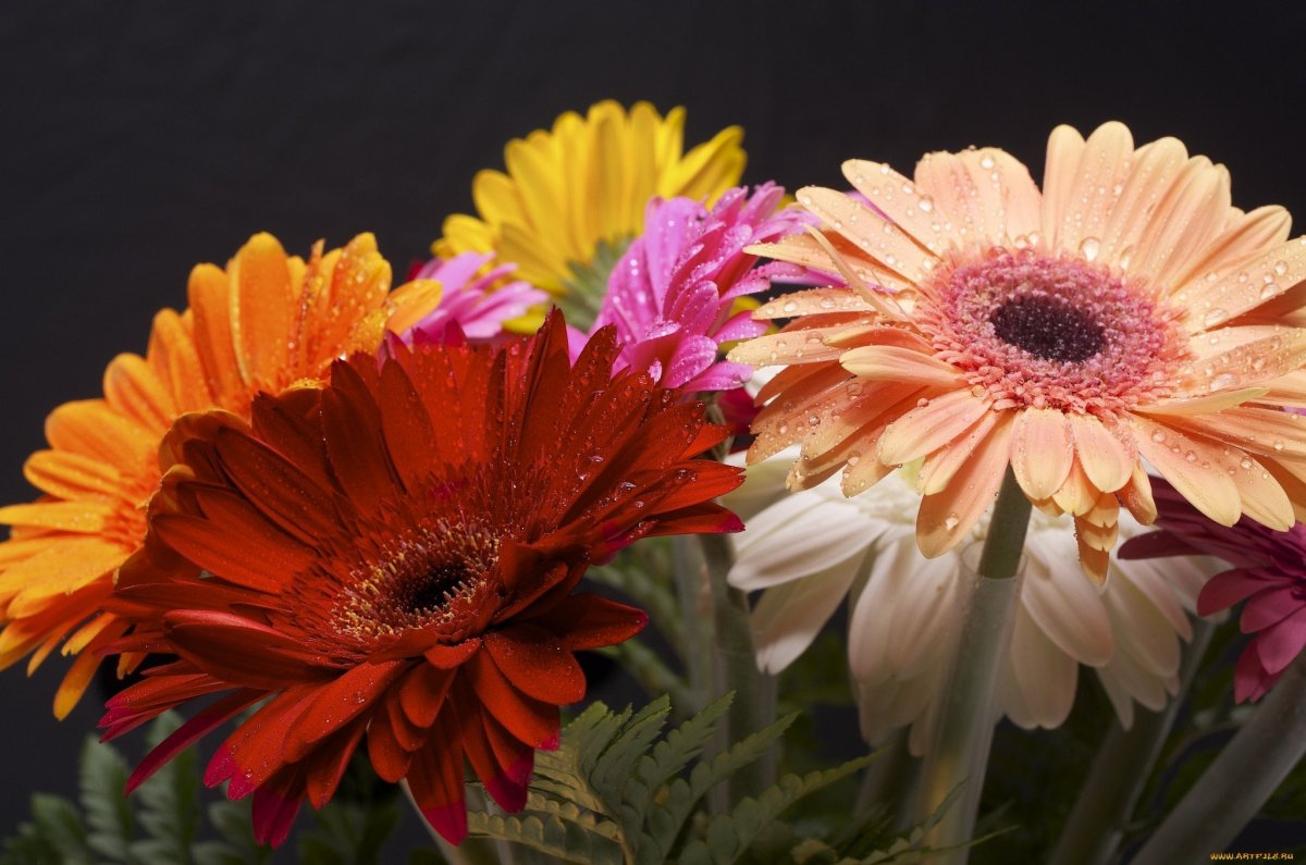 Гербера Карамболь