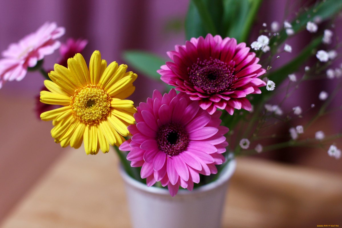 Гербера gr op rij gemengd*96