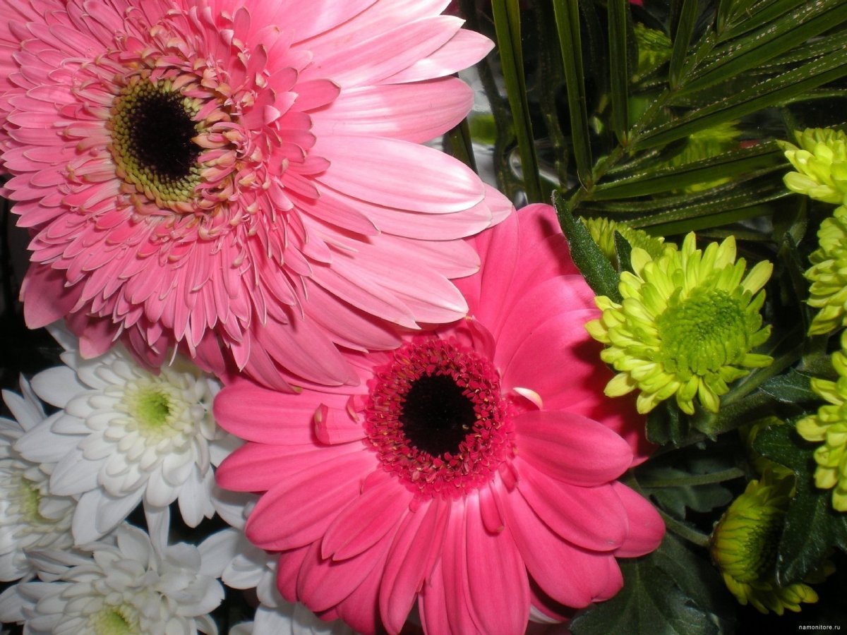 Гербера высокорослая