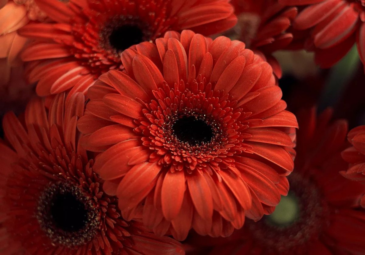 Гербера Марс