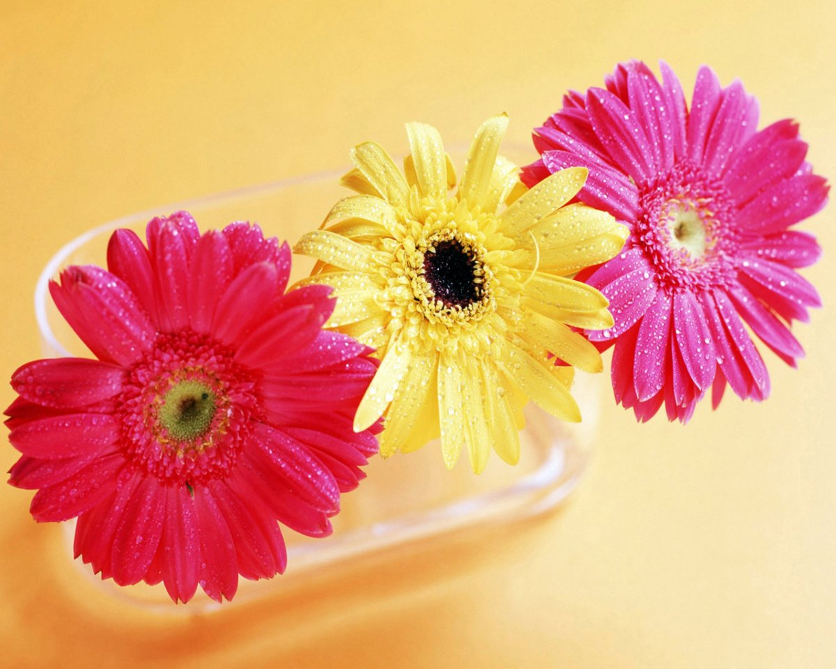 Герберы на столе