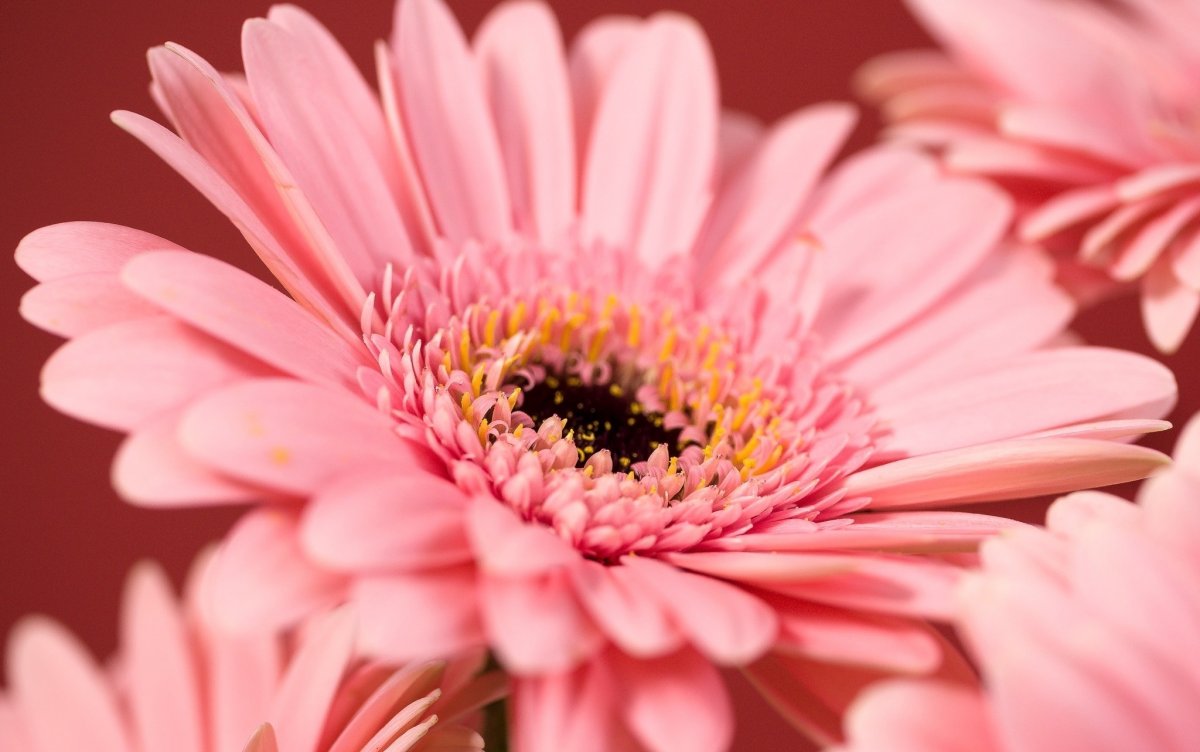 Картинки на рабочий стол герберы