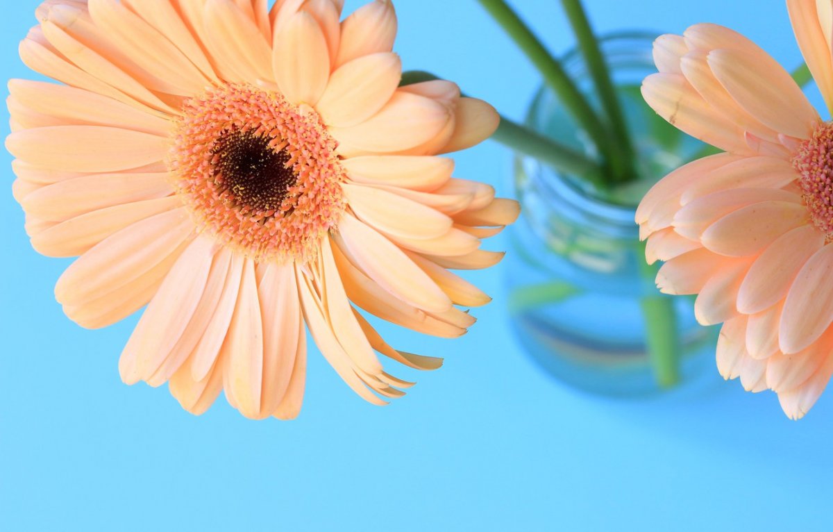 Обои на рабочий стол герберы