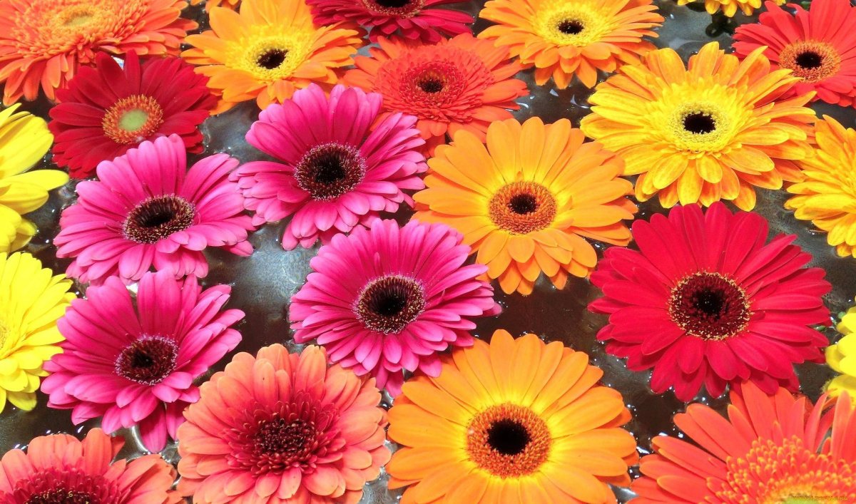 Гербера Киара