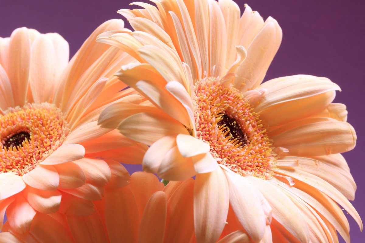 Герберы цветы