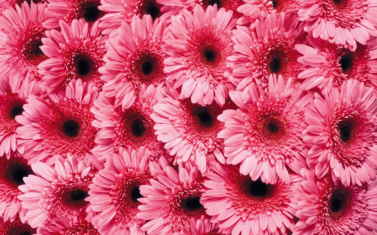 Gerbera Daisies