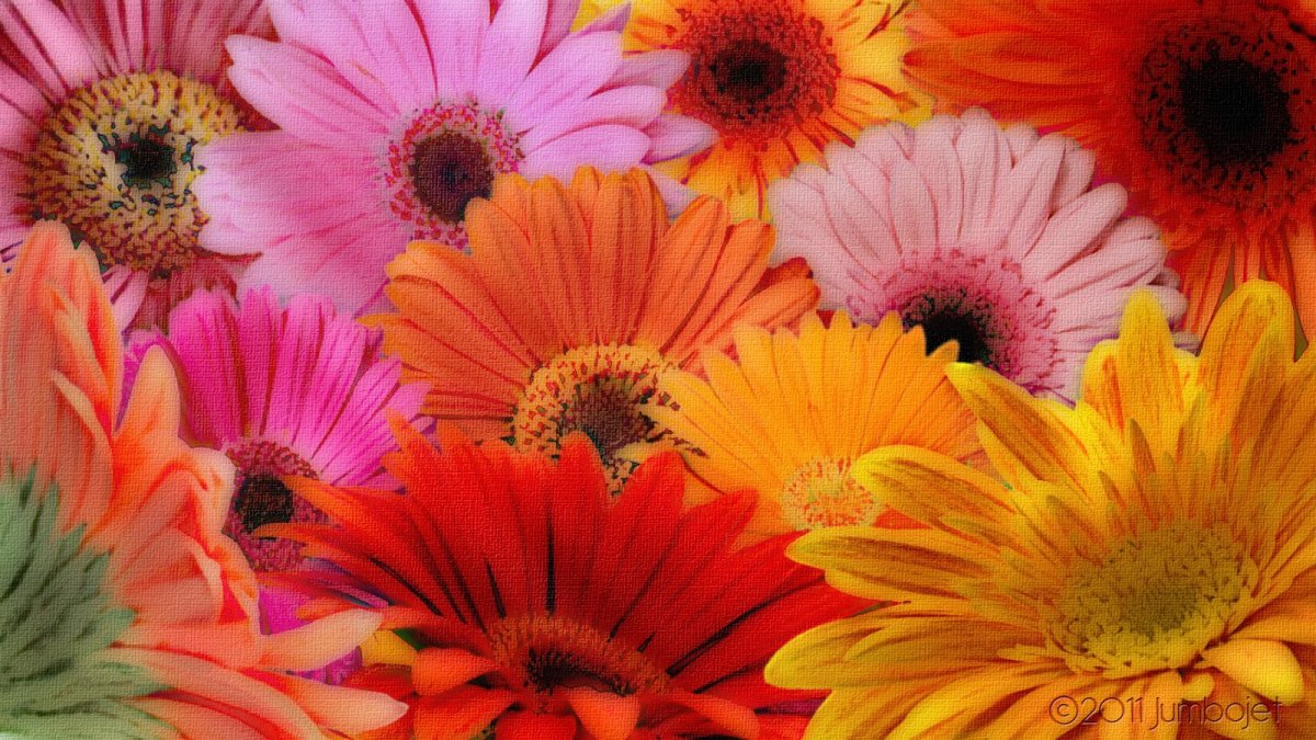 Герберы Kiara