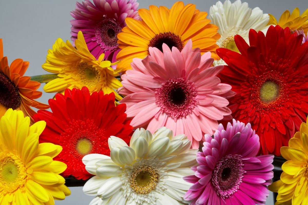 Гербера Оптима