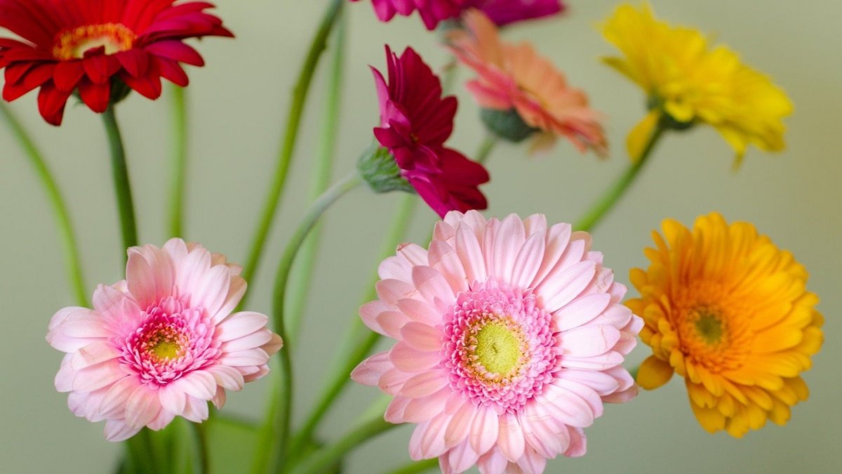 Красивые герберы