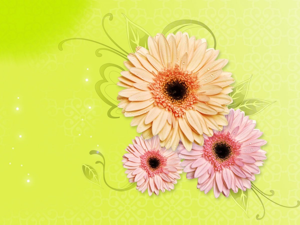 Герберы на желтом фоне