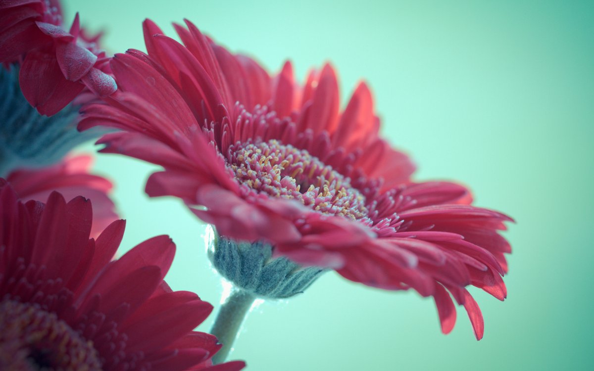 Герберы картинки