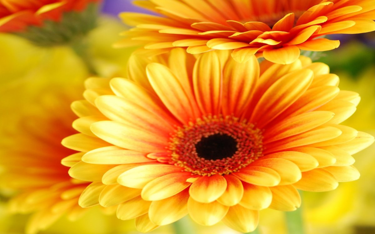 Gerbera Daisy Flowers