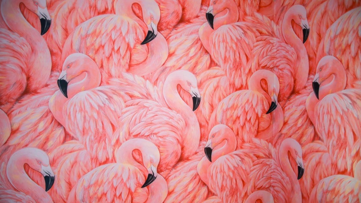 Фламинго обои
