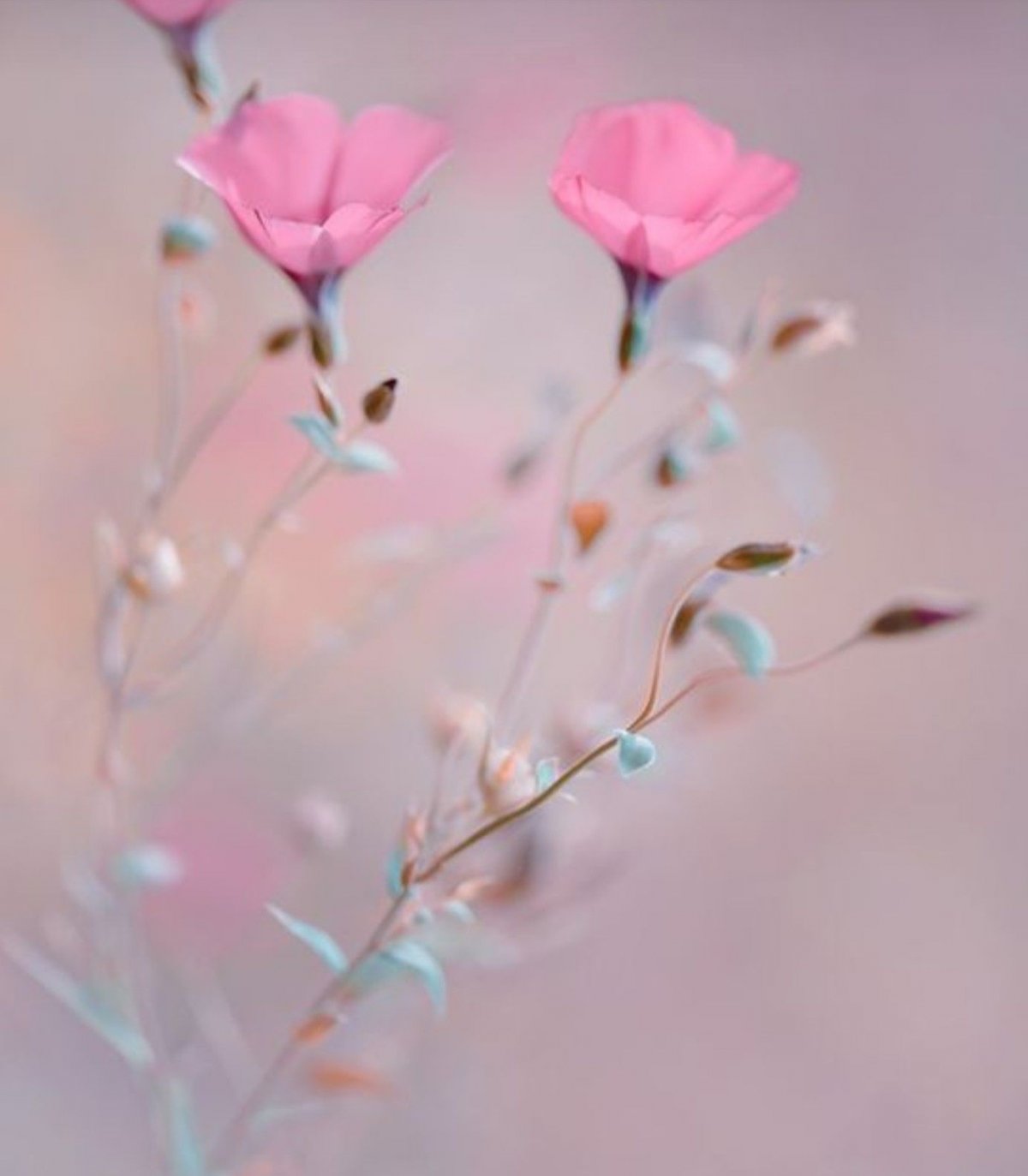 Нежный цветок