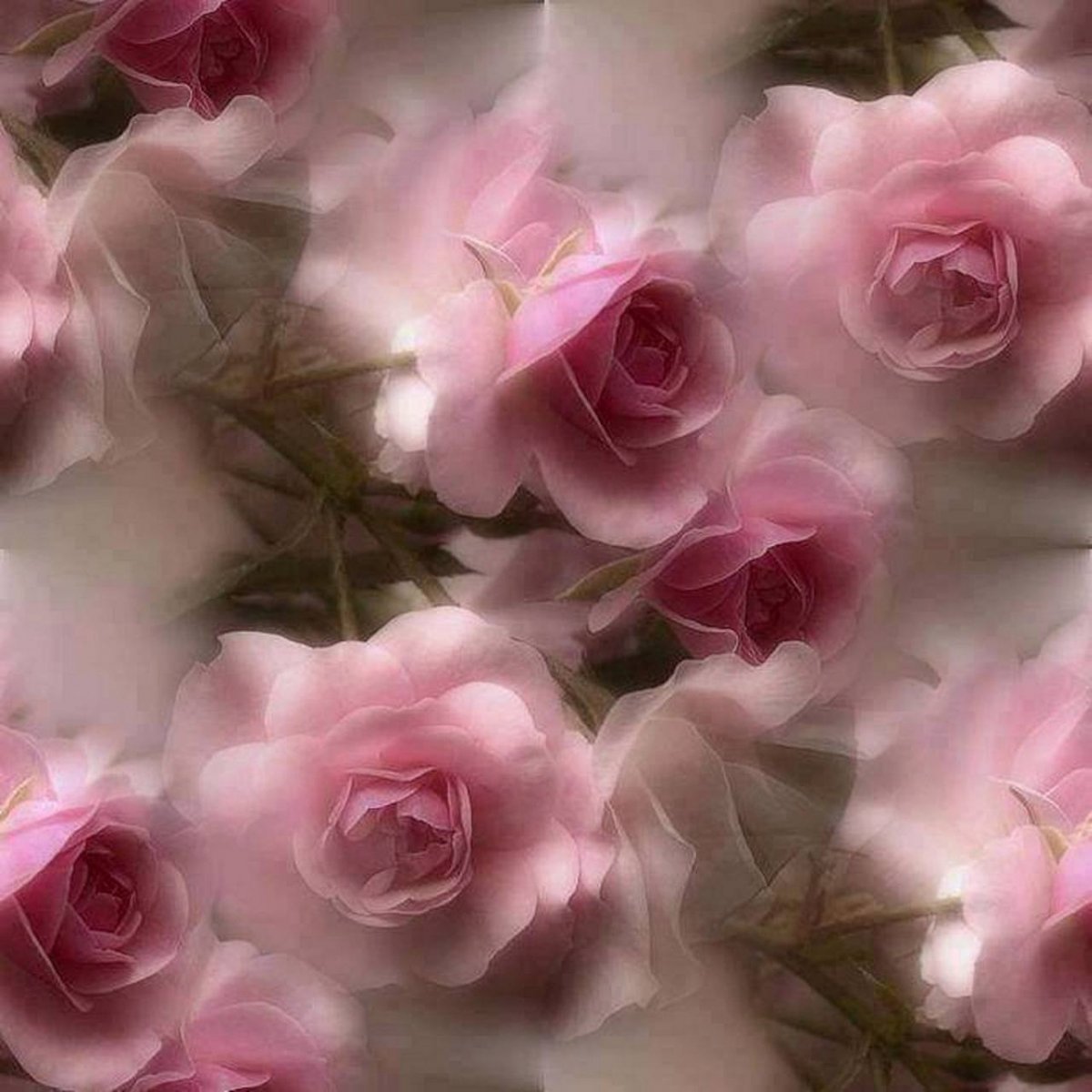 Серо розовые цветы