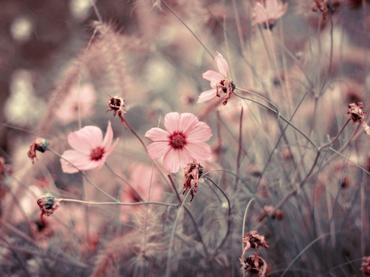 Постельное белье Ted Baker