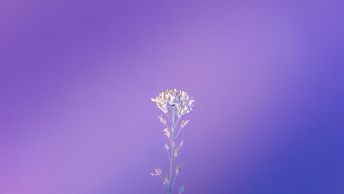 Сиреневые цветочки Минимализм