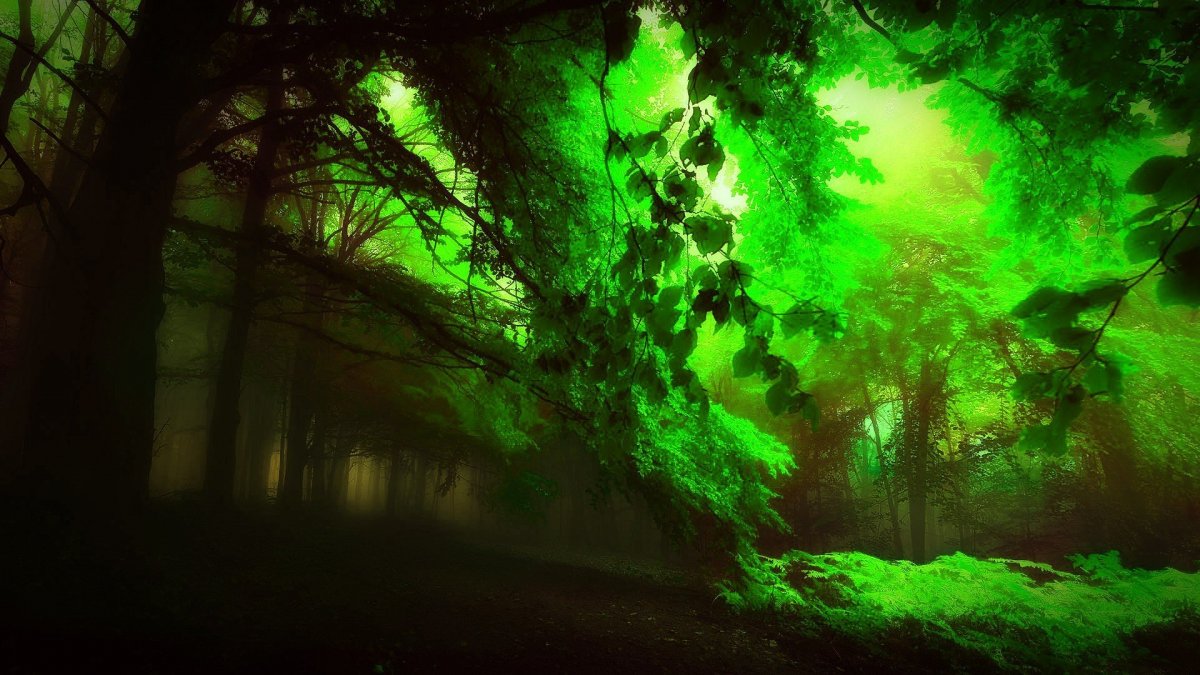 Зеленый лес