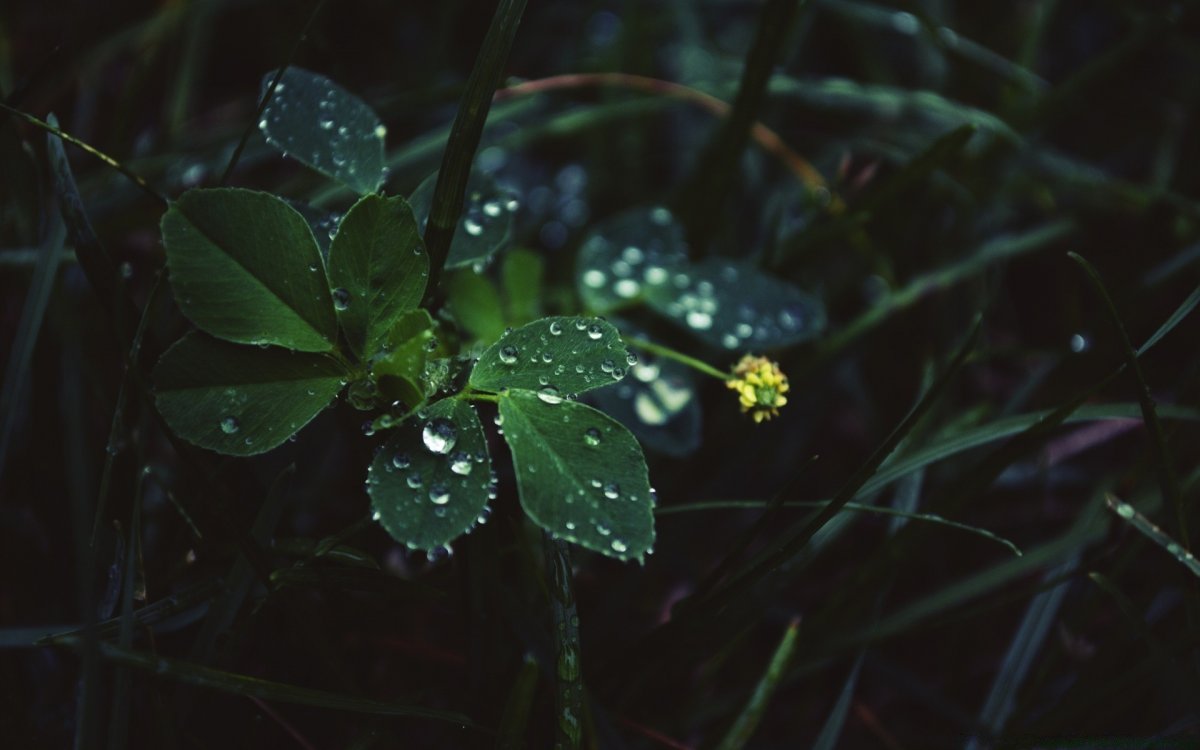 Темно зеленые растения