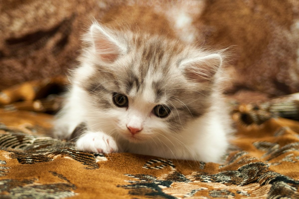 Милые котята