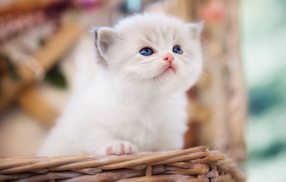 Вислоухий котенок Рэгдолл