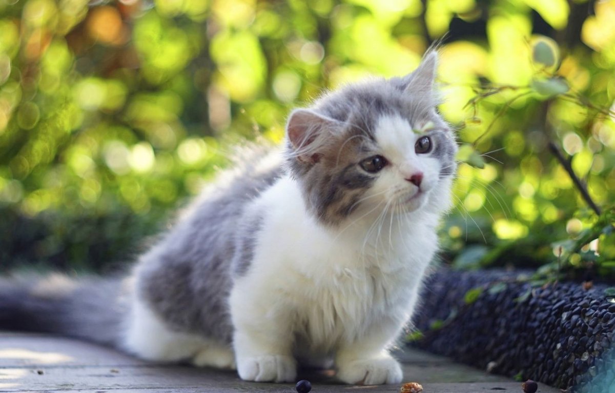 Милый котенок