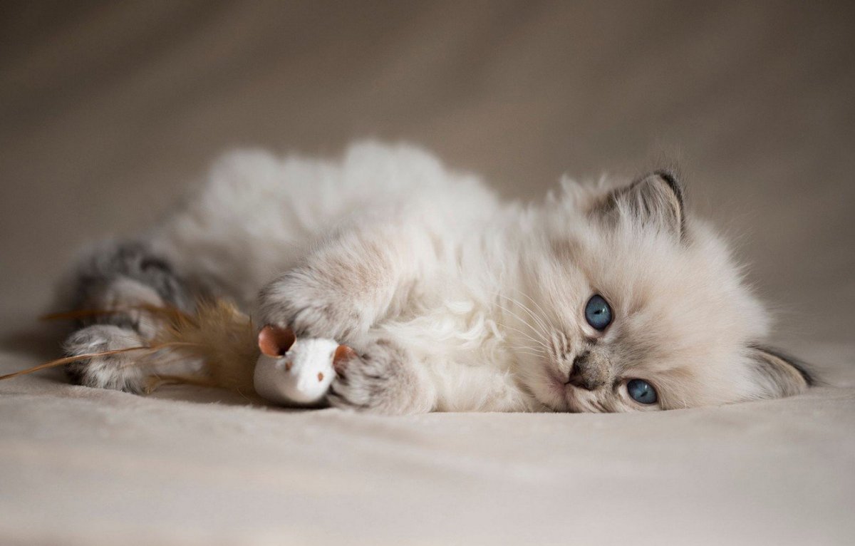 Красивые пушистые котята