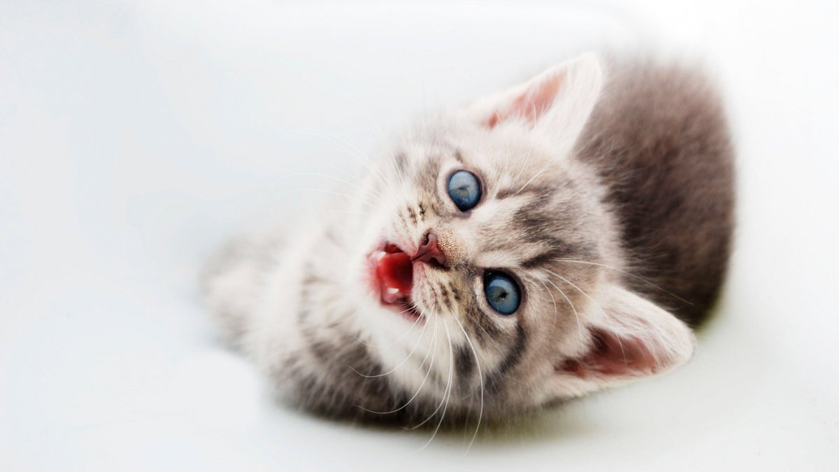 Милый котенок